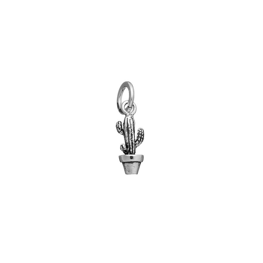 CHARM CACTUS - RASPINI
